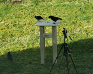 Two crows are perched on a white table, with a video camera facing them, another crow is on the ground.