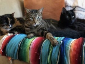 Pro Tip: Avoid the web call unmuted echo chamber. It can really annoy your cats.